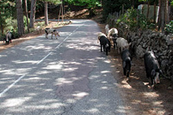 gris